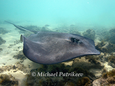 Southern Stingray (Dasyatis americana or Hypanus americanus)